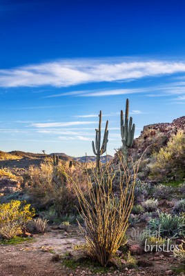 Arizona