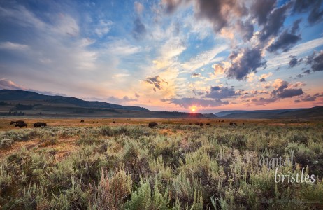 Grand Teton & Yellowstone